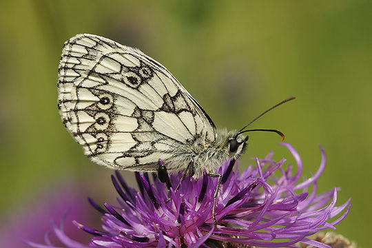 Image of marbled white