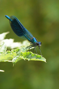 Image of Banded Agrion