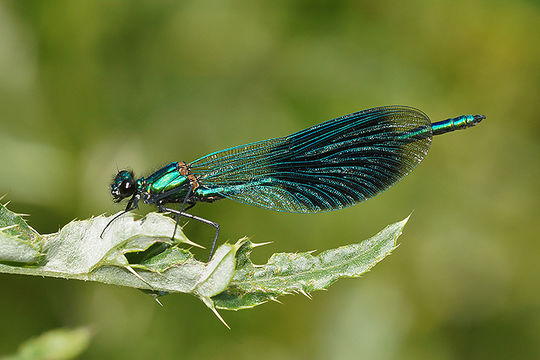 Image of Banded Agrion