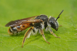 Image of Andrena hattorfiana (Fabricius 1775)