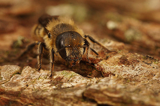 صورة Osmia niveata (Fabricius 1804)