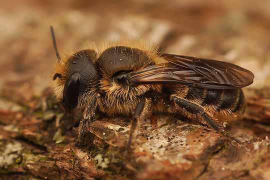 صورة Osmia niveata (Fabricius 1804)