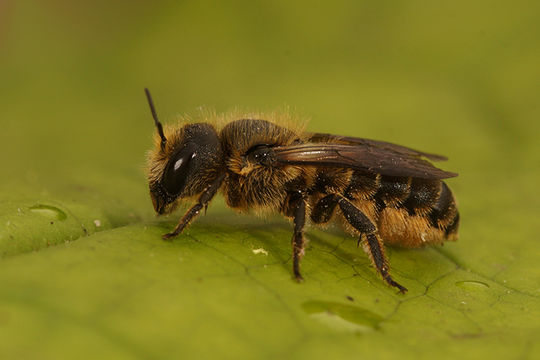 Image of Osmia niveata (Fabricius 1804)