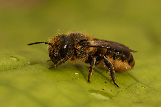 Image of Osmia niveata (Fabricius 1804)