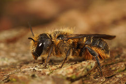 Image of Osmia niveata (Fabricius 1804)