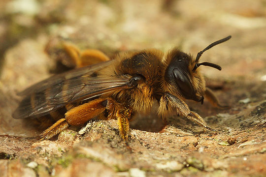 Image of Andrena flavipes Panzer 1799