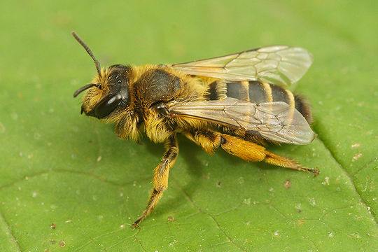 Image of Andrena flavipes Panzer 1799