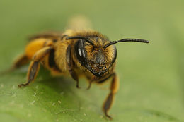 Image of Andrena flavipes Panzer 1799