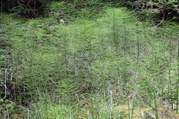 Image of giant horsetail