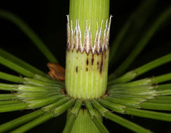 Image of giant horsetail