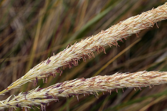 Image of European beachgrass