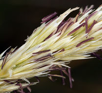 Image of European beachgrass