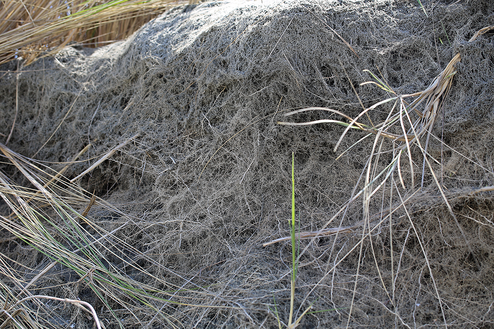 Image of European beachgrass