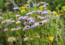 Слика од Erigeron glaucus Ker-Gawl.