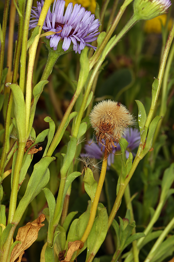 Слика од Erigeron glaucus Ker-Gawl.