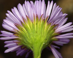 Слика од Erigeron glaucus Ker-Gawl.