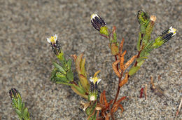 Слика од Erigeron glaucus Ker-Gawl.