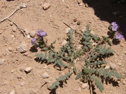 Image de Phacelia congesta (Dougl. ex Lehm.) Hook.