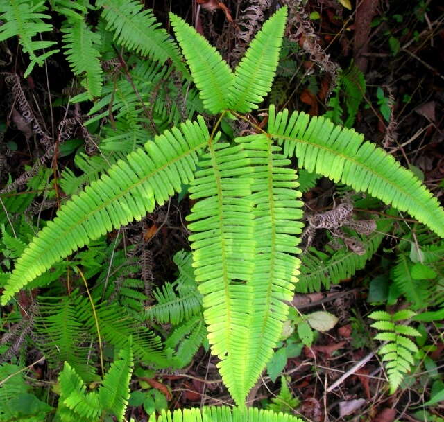 Image of forking fern family