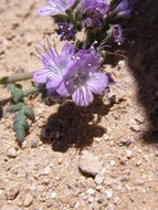 Image de Phacelia congesta (Dougl. ex Lehm.) Hook.