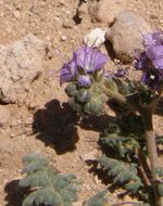 Image de Phacelia congesta (Dougl. ex Lehm.) Hook.