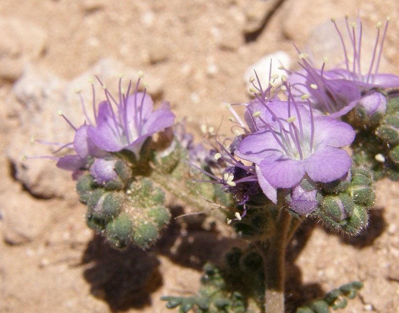 Image de Phacelia congesta (Dougl. ex Lehm.) Hook.