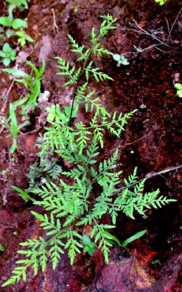 Image of lipfern