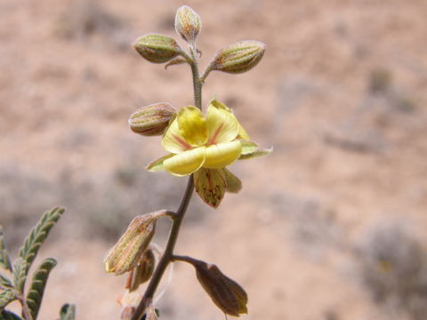 Image de Hoffmannseggia drepanocarpa A. Gray