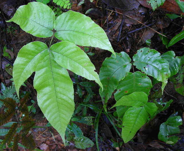 Image of halberd fern