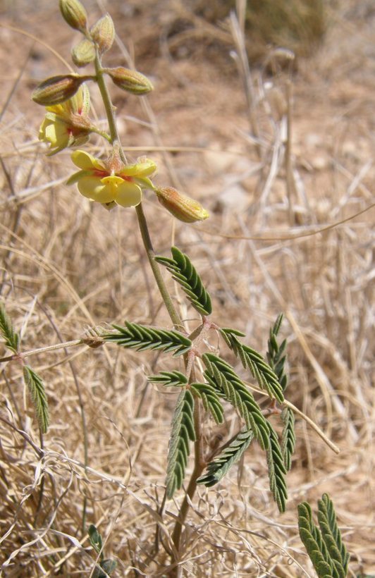 Image de Hoffmannseggia drepanocarpa A. Gray