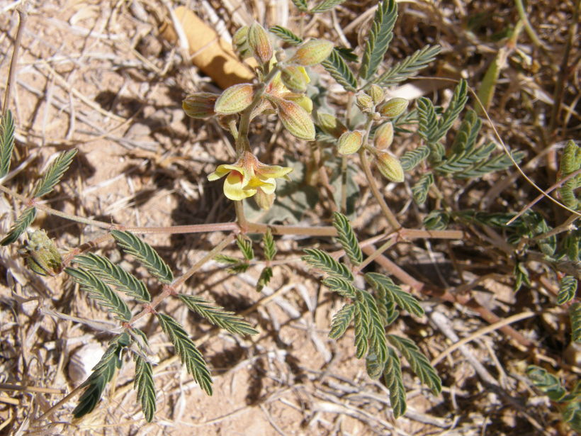 Image de Hoffmannseggia drepanocarpa A. Gray