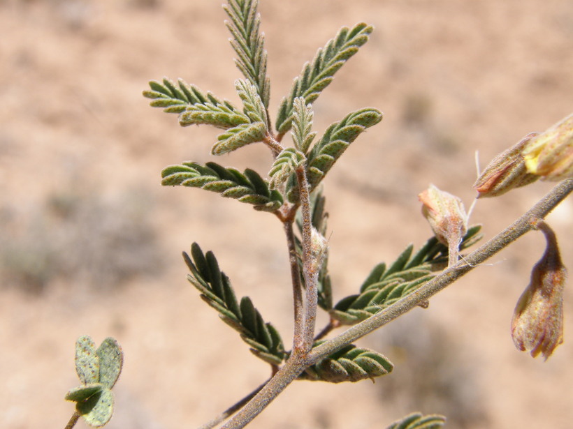 Image de Hoffmannseggia drepanocarpa A. Gray