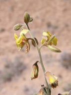 Image de Hoffmannseggia drepanocarpa A. Gray