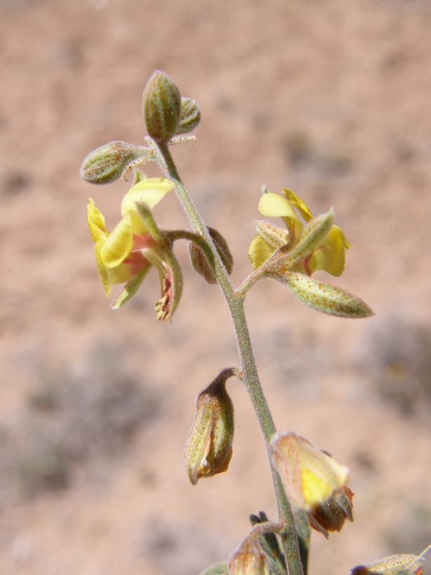 Image de Hoffmannseggia drepanocarpa A. Gray