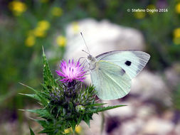 Image of cabbage butterfly