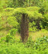 Image of treefern