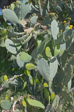 Imagem de Opuntia ficus-indica (L.) Mill.