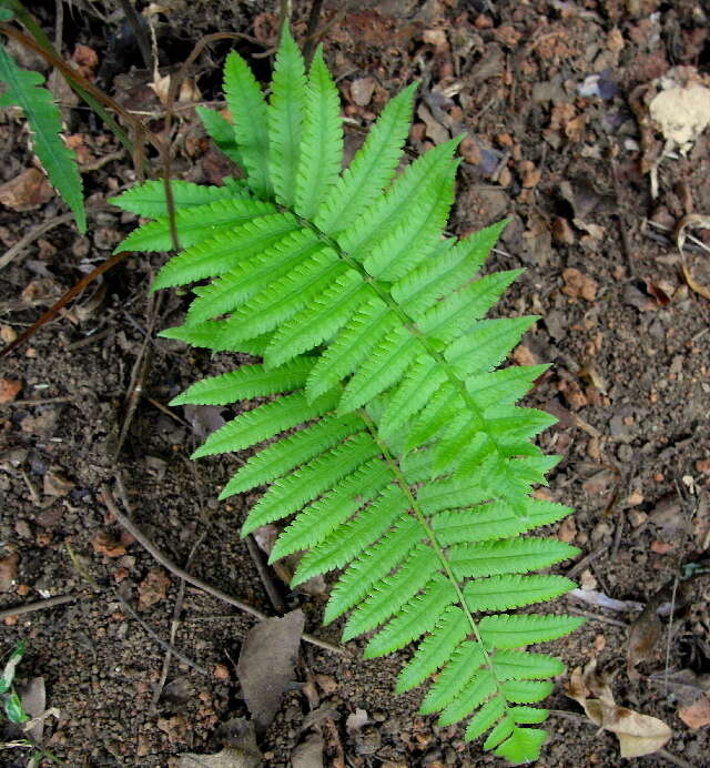 Thelypteridaceae resmi