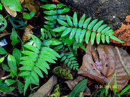 Image of creepingfern