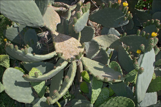 Image of Barbary Fig