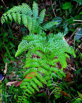 Image of bracken and ground ferns