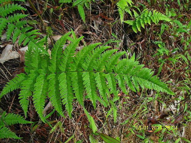 Thelypteridaceae resmi