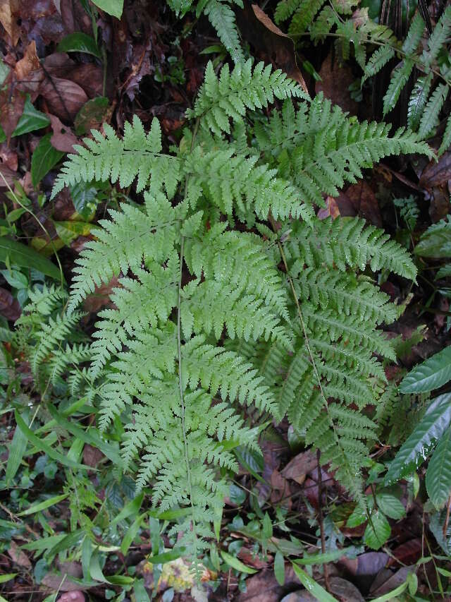 Image of marsh fern family