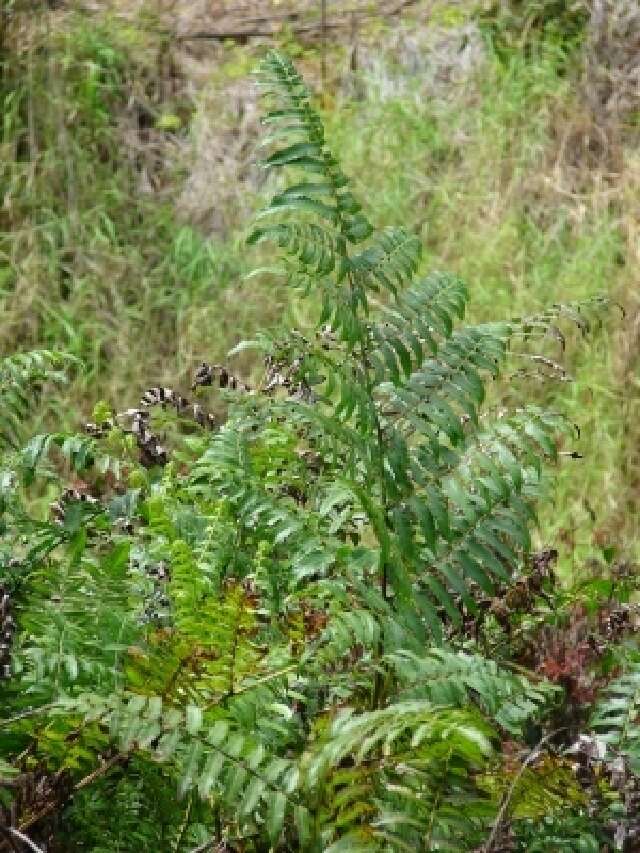 Image of twinsorus fern