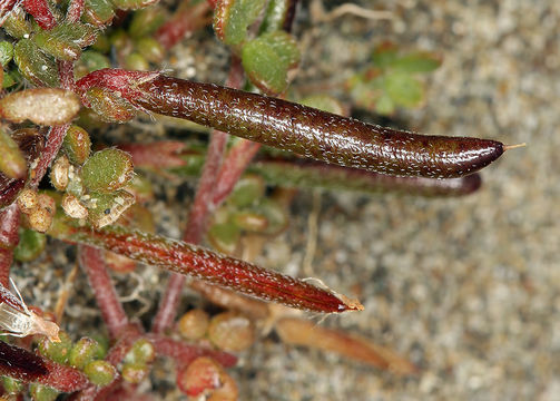 Image de Acmispon wrangelianus (Fisch. & C. A. Mey.) D. D. Sokoloff