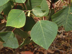 Image of Chinese tallow