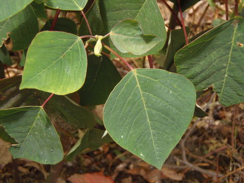 Sivun Triadica sebifera (L.) Small kuva