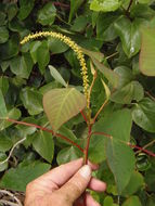 Sivun Triadica sebifera (L.) Small kuva