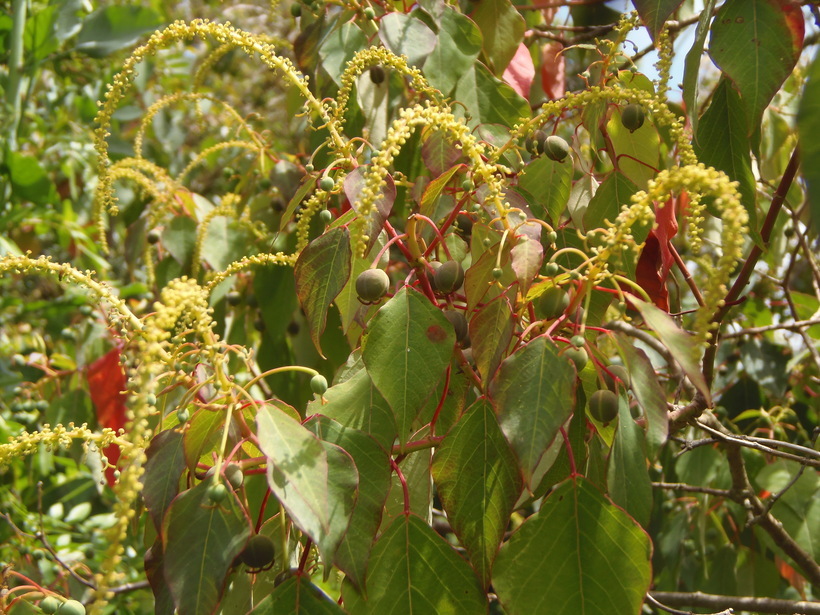 Sivun Triadica sebifera (L.) Small kuva