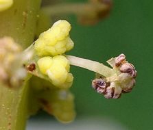 Sivun Triadica sebifera (L.) Small kuva